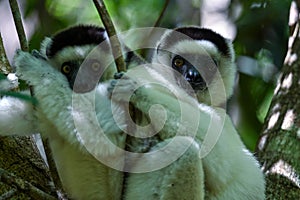 Verreaux sifaka lemur Propithecus verreauxi Ã¢â¬â portrait, Madagascar nature
